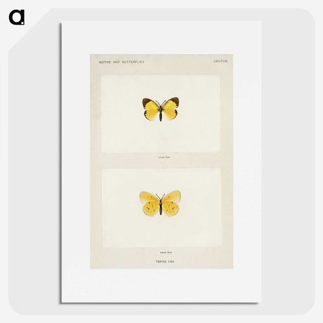1-47_Moths-and-Butterflies-of-the-United-States_picture
