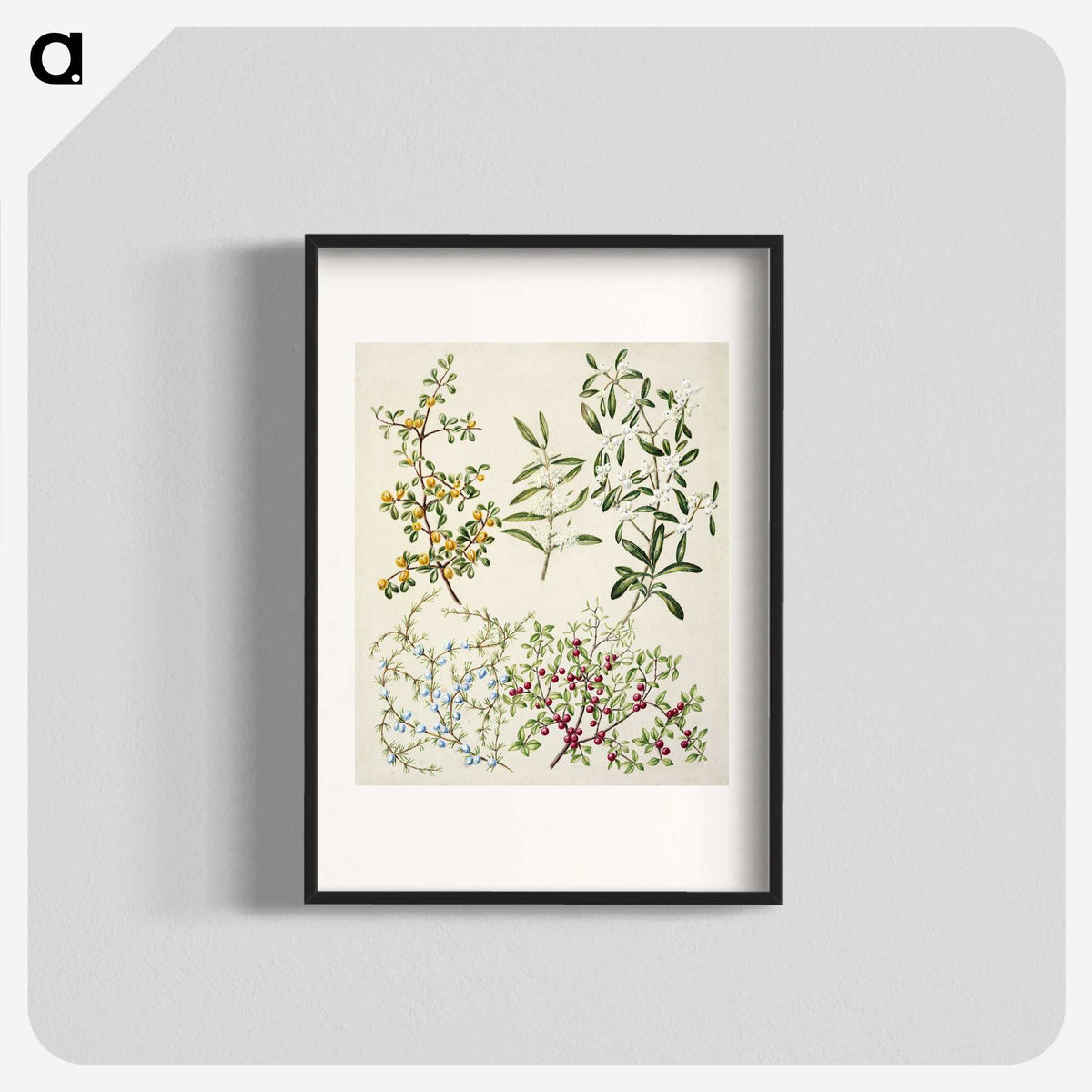 1-47_Native-Flowering-Plants-of-New-Zealand_blk