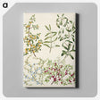 1-47_Native-Flowering-Plants-of-New-Zealand_canvas