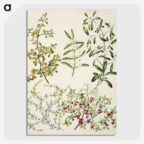 1-47_Native-Flowering-Plants-of-New-Zealand_picture-crop