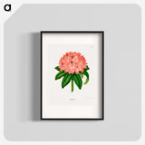 1-47_Nederlandsche-Flora-en-Pomona_blk