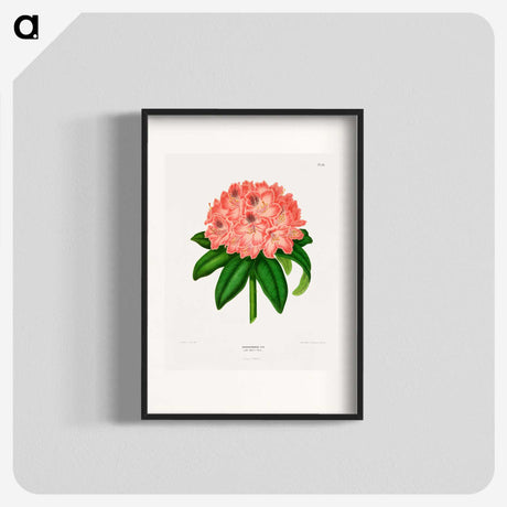 1-47_Nederlandsche-Flora-en-Pomona_blk