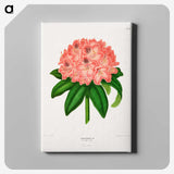1-47_Nederlandsche-Flora-en-Pomona_canvas