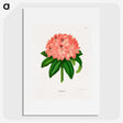1-47_Nederlandsche-Flora-en-Pomona_picture