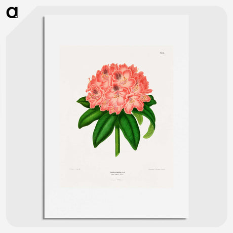 1-47_Nederlandsche-Flora-en-Pomona_picture