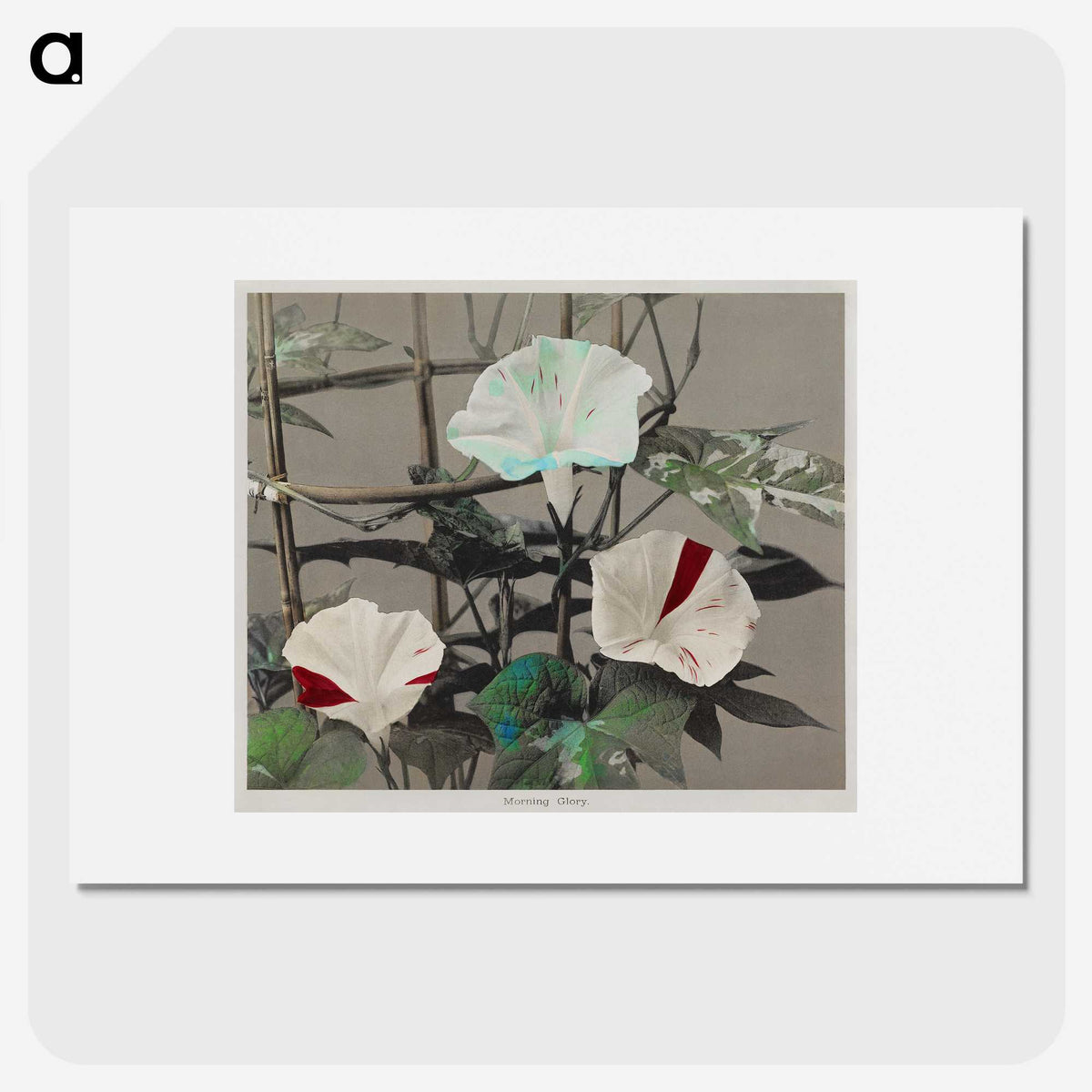 1-47_Ogawa-Kazumasa_picture