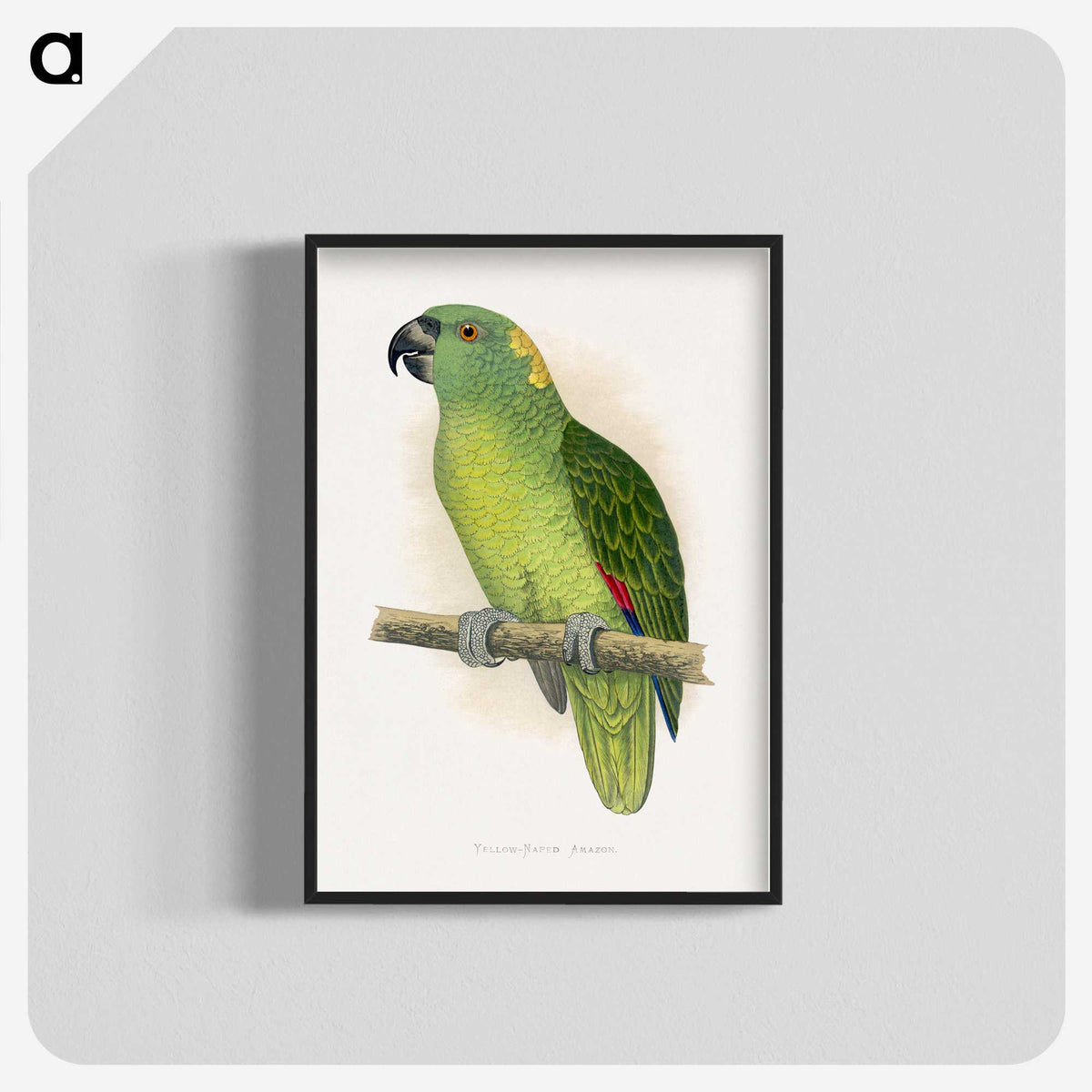 1-47_Parrots-in-Captivity_blk-crop