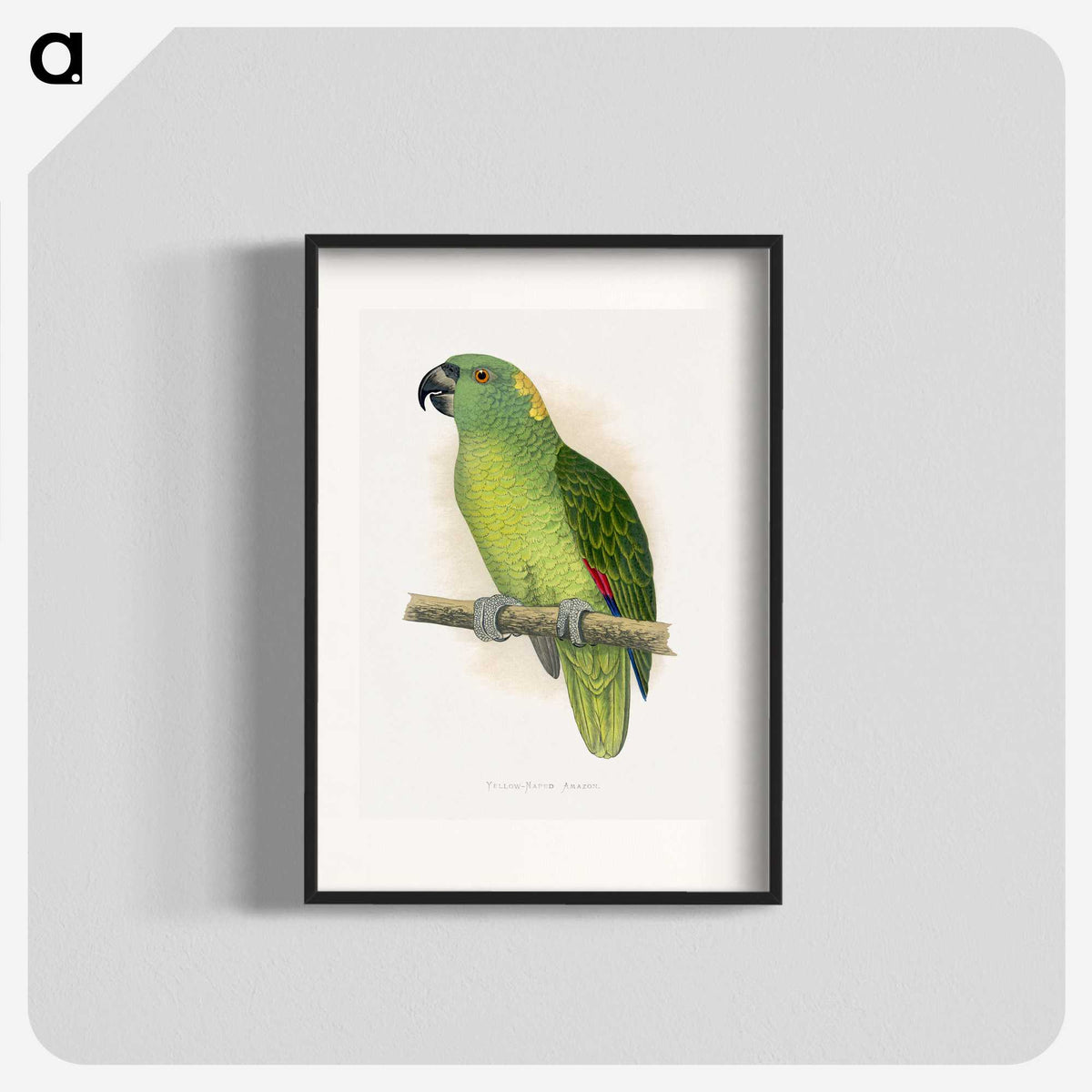 1-47_Parrots-in-Captivity_blk