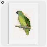 1-47_Parrots-in-Captivity_picture