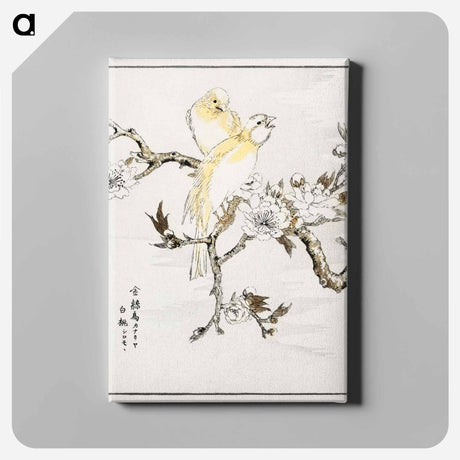 アートパネル-Canary and Peach
 - 鳥類図鑑 Canvas.