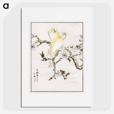 アートポスター-Canary and Peach
 - 鳥類図鑑 Poster.