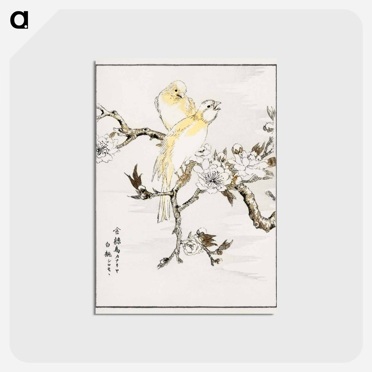 アートポストカード-Canary and Peach
 - 鳥類図鑑 Postcard.