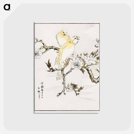 アートポストカード-Canary and Peach
 - 鳥類図鑑 Postcard.