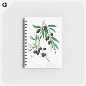 アートメモ帳-Olive - ピエール ジョゼフ ルドゥーテ Memo.