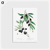 アートポストカード-Olive - ピエール ジョゼフ ルドゥーテ Postcard.