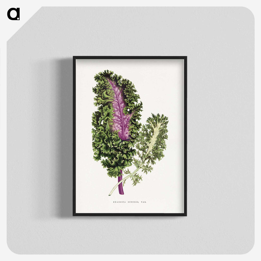 1-47_Plants-with-Colored-Foliage_blk-crop