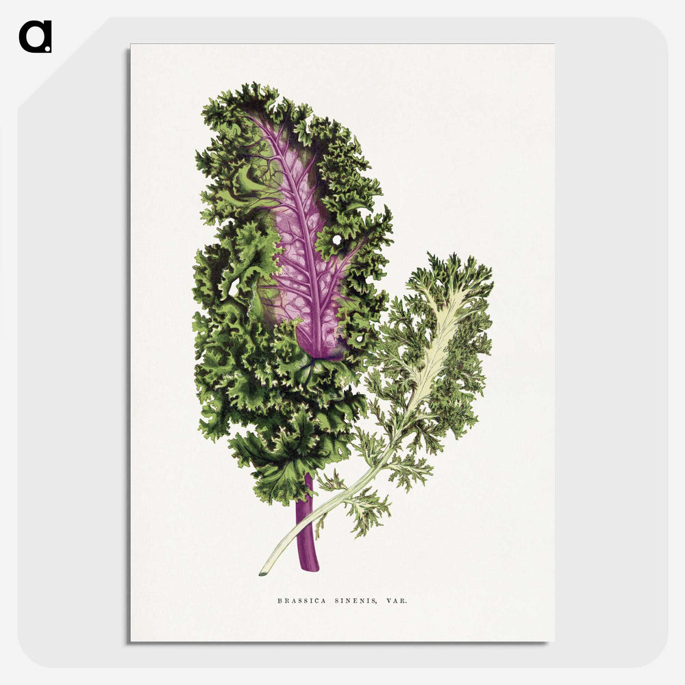 1-47_Plants-with-Colored-Foliage_picture-crop