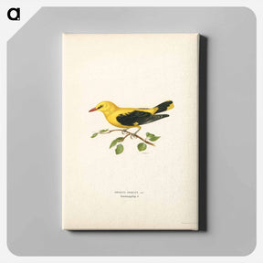 アートパネル-Eurasian Golden Oriole
 - スヴェンスカ フォグラル Canvas.