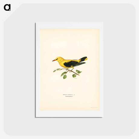 アートポストカード-Eurasian Golden Oriole
 - スヴェンスカ フォグラル Postcard.