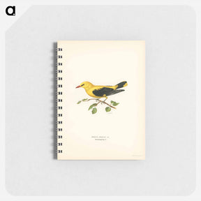 アートメモ帳-Eurasian Golden Oriole
 - スヴェンスカ フォグラル Memo.