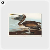アートポストカード-Brown Pelican
 - アメリカの鳥たち Postcard.