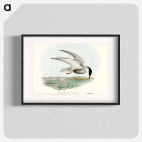 アートポスター-Marsh Tern
 - オーストラリアの鳥 Poster.