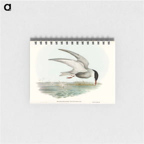 アートメモ帳-Marsh Tern
 - オーストラリアの鳥 Memo.