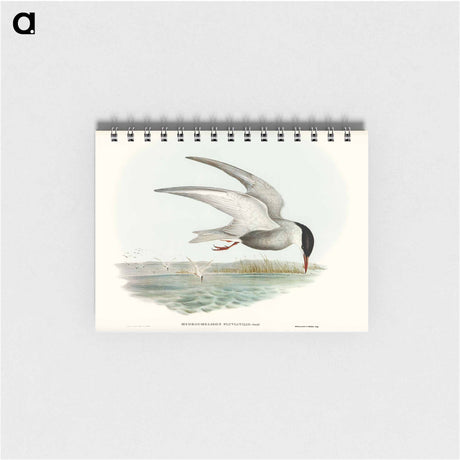 アートメモ帳-Marsh Tern
 - オーストラリアの鳥 Memo.