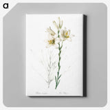 1-47_The-Lilies_canvas