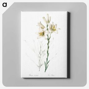 1-47_The-Lilies_canvas