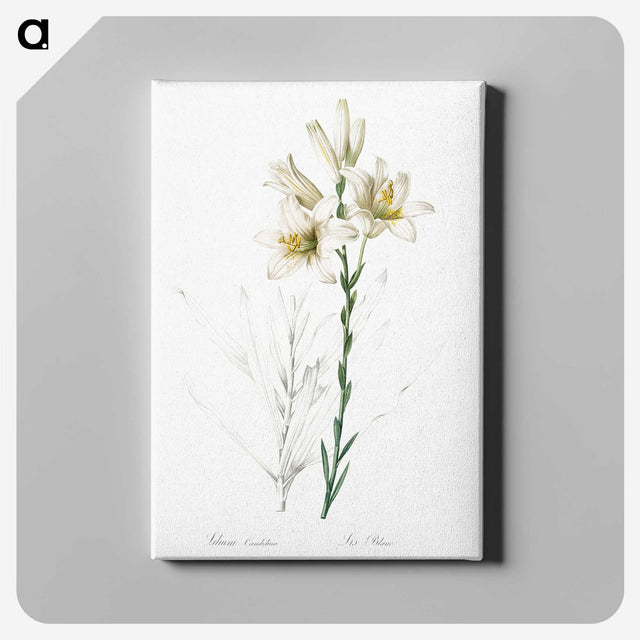 1-47_The-Lilies_canvas