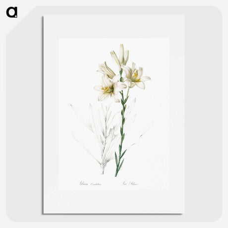 1-47_The-Lilies_picture