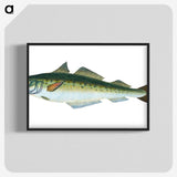 1-47_The-Natural-History-of-British-Fishes_blk-crop