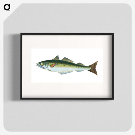 1-47_The-Natural-History-of-British-Fishes_blk