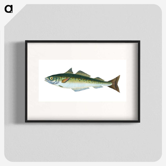 1-47_The-Natural-History-of-British-Fishes_blk