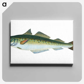 1-47_The-Natural-History-of-British-Fishes_canvas