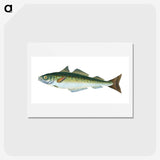 1-47_The-Natural-History-of-British-Fishes_hagaki
