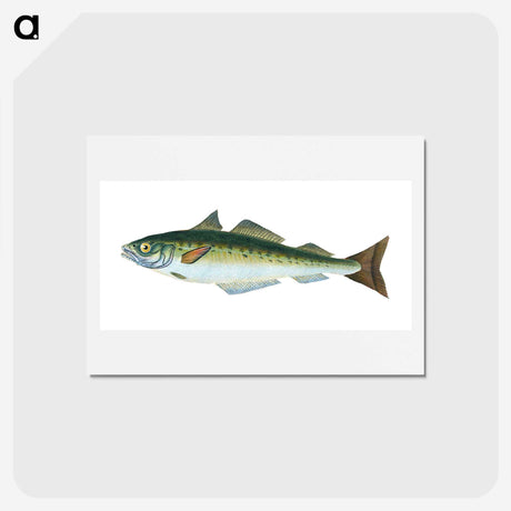 1-47_The-Natural-History-of-British-Fishes_hagaki