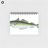 1-47_The-Natural-History-of-British-Fishes_memo