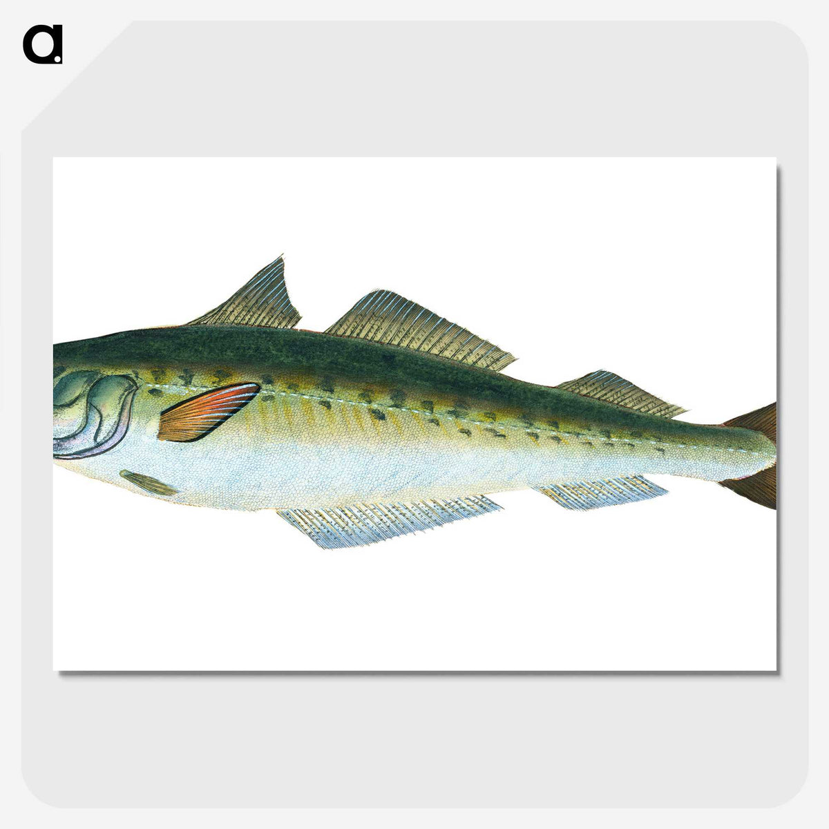 1-47_The-Natural-History-of-British-Fishes_picture-crop