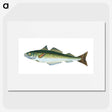 1-47_The-Natural-History-of-British-Fishes_picture