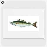 1-47_The-Natural-History-of-British-Fishes_picture