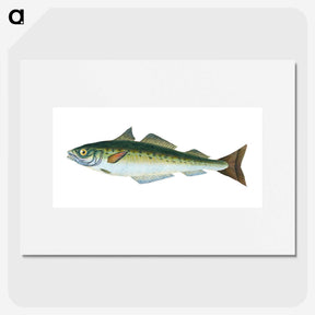 1-47_The-Natural-History-of-British-Fishes_picture