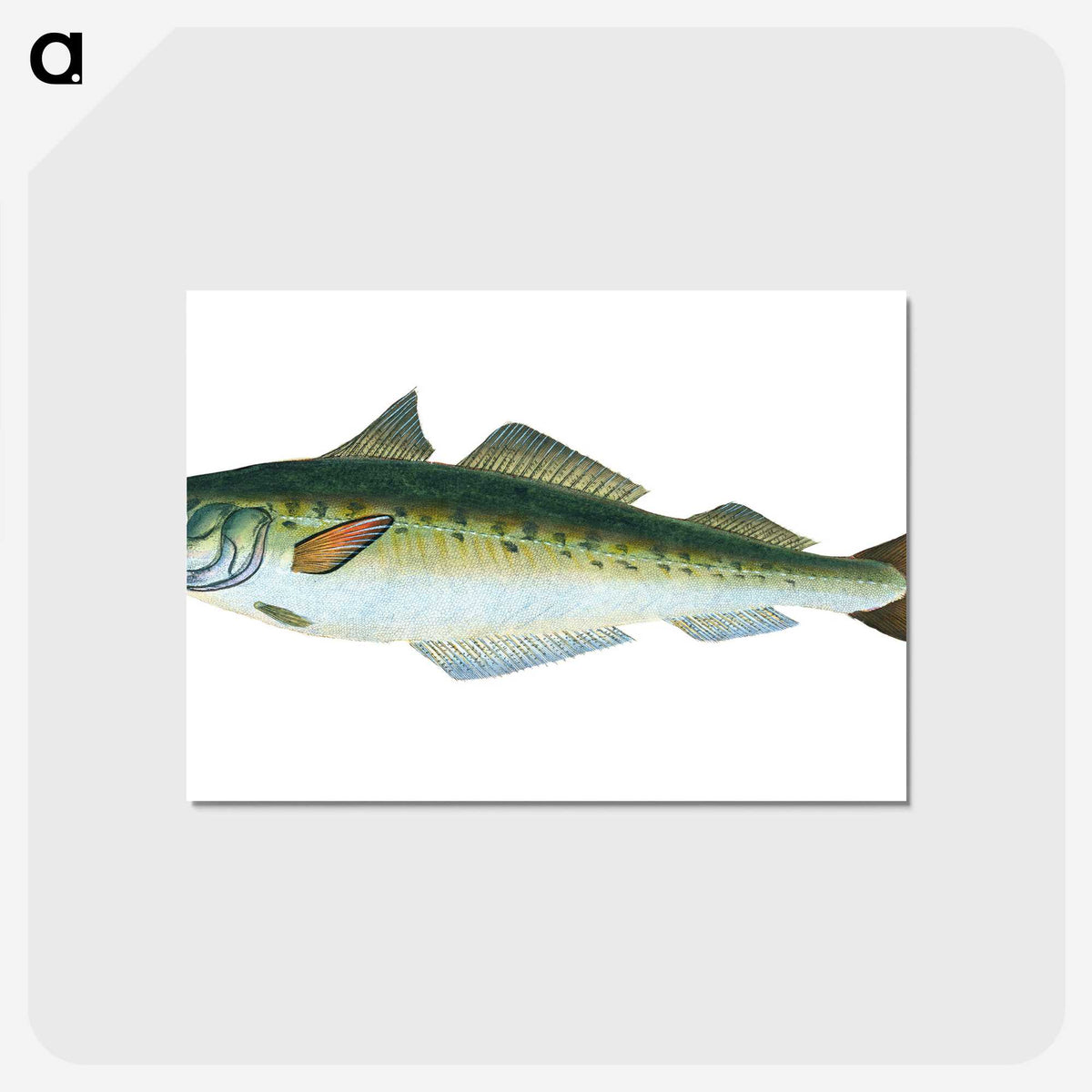 1-47_The-Natural-History-of-British-Fishes_postcard