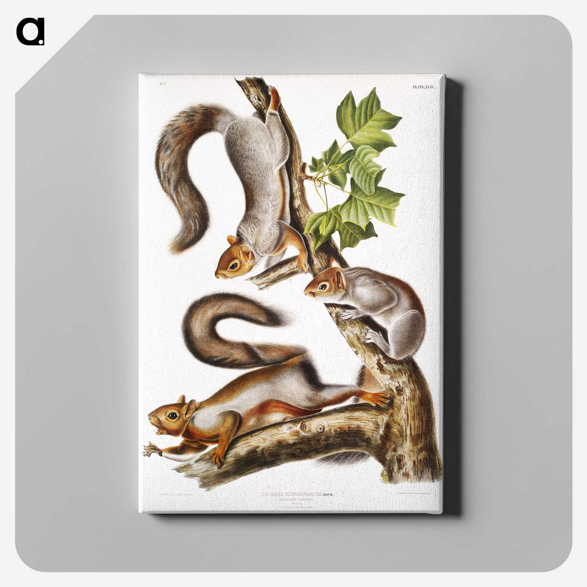 1-47_The-Viviparous-Quadrupeds_canvas