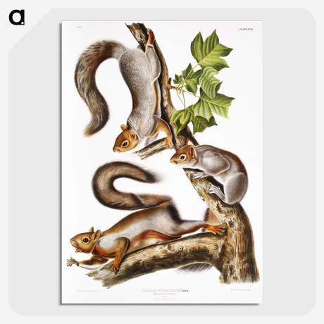 1-47_The-Viviparous-Quadrupeds_picture-crop