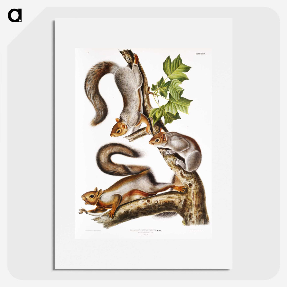 1-47_The-Viviparous-Quadrupeds_picture
