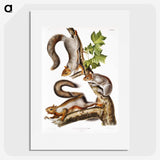 1-47_The-Viviparous-Quadrupeds_picture