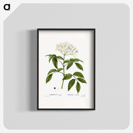 1-47_Treatise-on-Trees-and-Shrubs_blk