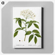 1-47_Treatise-on-Trees-and-Shrubs_canvas